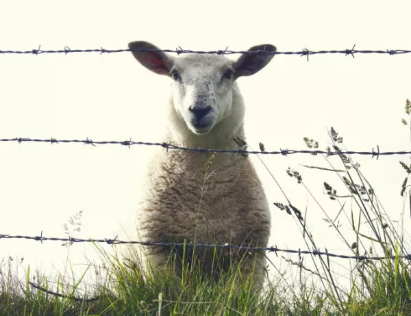 Фермери се противят за втора проба за чума по овцете и козите, вече има заплаха от африканска чума