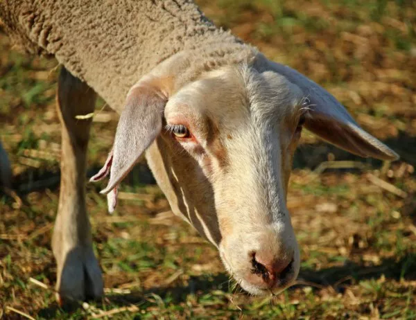 Фонд "Земеделие" увеличи помощта за овцевъди и козевъди 
