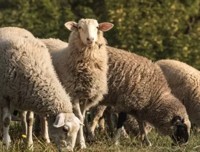 Петима са задържани за кражба на бременни овце