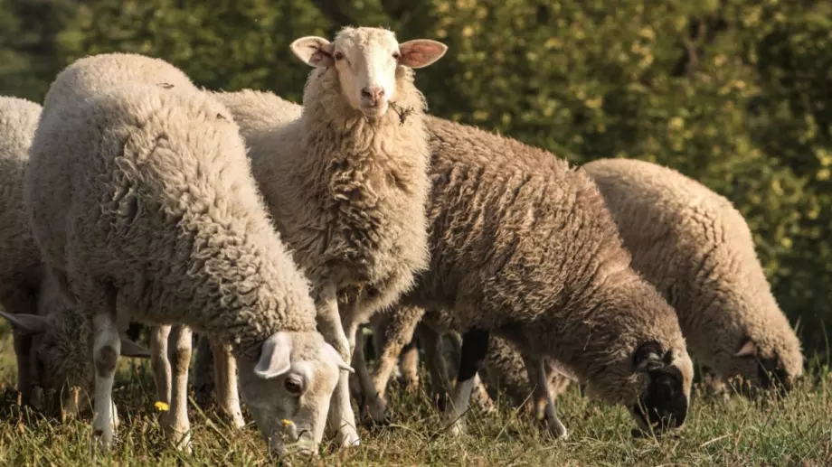 Петима са задържани за кражба на бременни овце