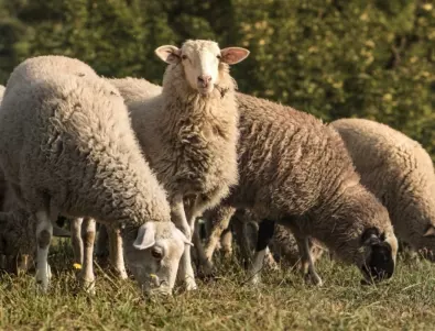 Стадо овце изяде близо 100 кг канабис в Гърция