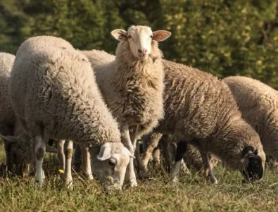 Три години по-късно: Отново бруцелоза по овцете в Кюстендилско