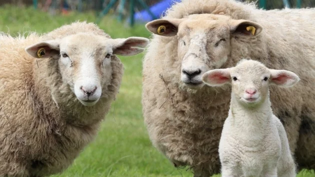 Близо 200 овце бяха откраднати от три ферми в Англия