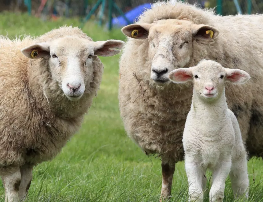 Близо 200 овце бяха откраднати от три ферми в Англия