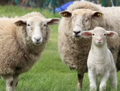 Екологично решение: Овчата вълна е ефективен материал за изолация на сгради