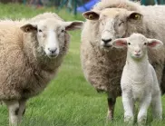 Шофьор гази овце в село край Раковски