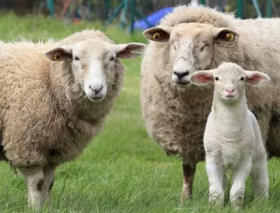 Колко агнета ражда една овца