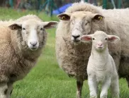 Името на кой български град идва от думата "овца"?