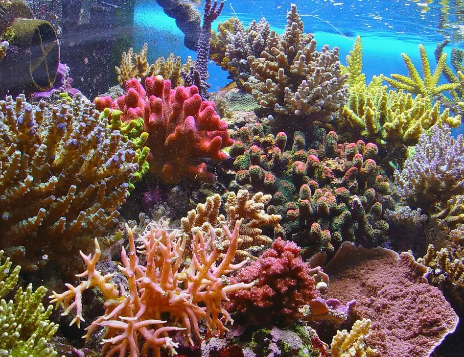 ЮНЕСКО: Големият бариерен риф е „в опасност“