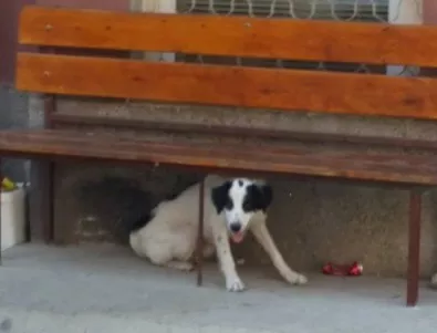 Властта си върши работата да се погрижи за бездомно куче след заплахи (ВИДЕО)