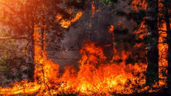 Сандра Бълок дари 400 хил. долара за възстановяването на Калифорния