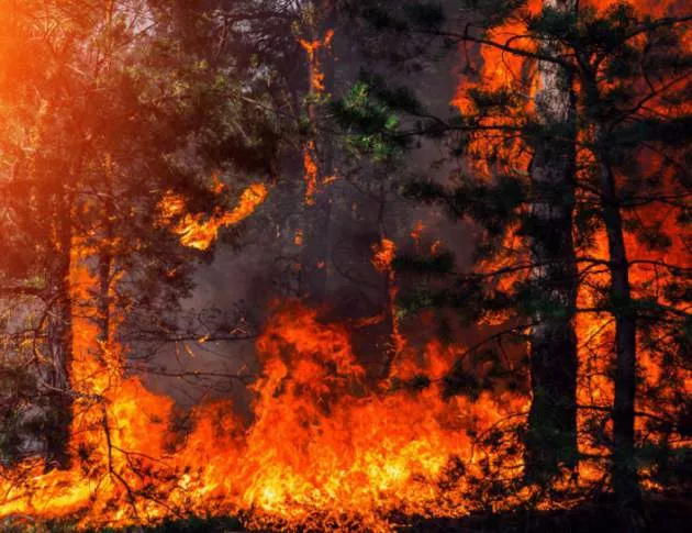 Голям горски пожар във Франция, огромно огнено бедствие в Сибир (ВИДЕО)