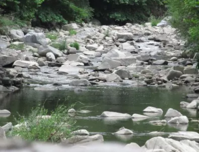 Мъртва риба е открита в реката край село Бачково