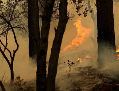 Овладяха големия горски пожар в Испания