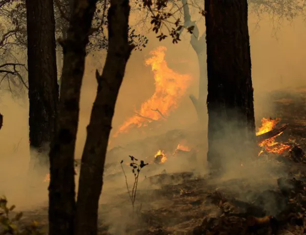 Горските пожари в Калифорния взеха десетки жертви (ВИДЕО)