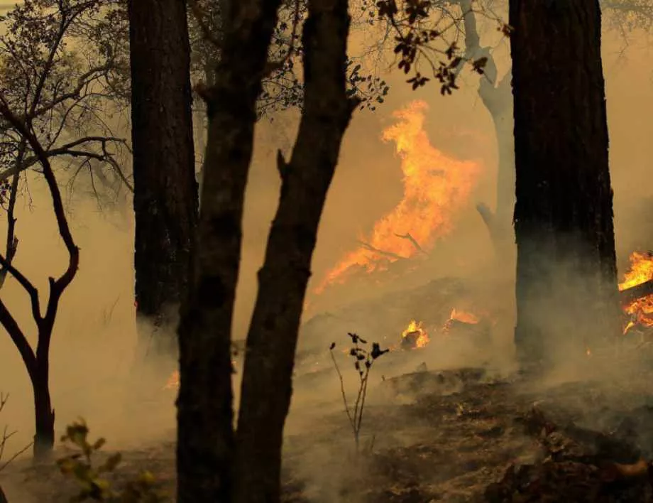 Над 100 пожарникари гасиха пожар край Петрич 