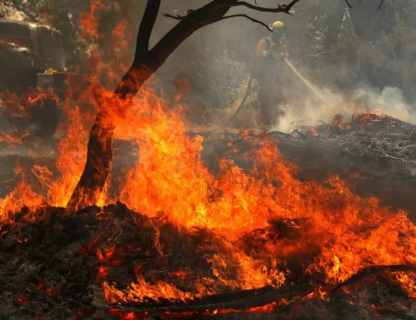 Пожарите в Европа, Близкия изток и Северна Африка през 2017 година са изгорили площ колкото Кипър