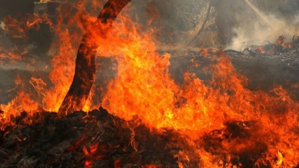 500 декара гора засегна огънят край Баня