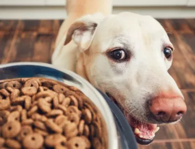 8 истини за кучешката храна, които нашият най-добър приятел не може да ни каже