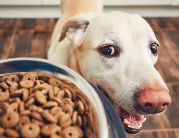 8 истини за кучешката храна, които нашият най-добър приятел не може да ни каже