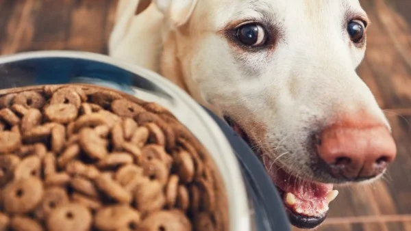 554 домашни кучета са регистрирани в Пловдив от началото на годината