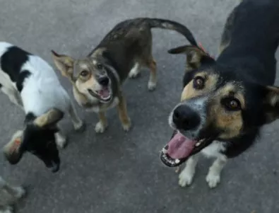 3589 са бездомните кучета в София
