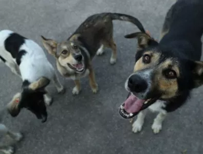 Глутница бездомни кучета нападнаха майка с дете в София 