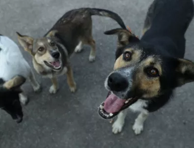 25 хил. са бездомните кучета в страната