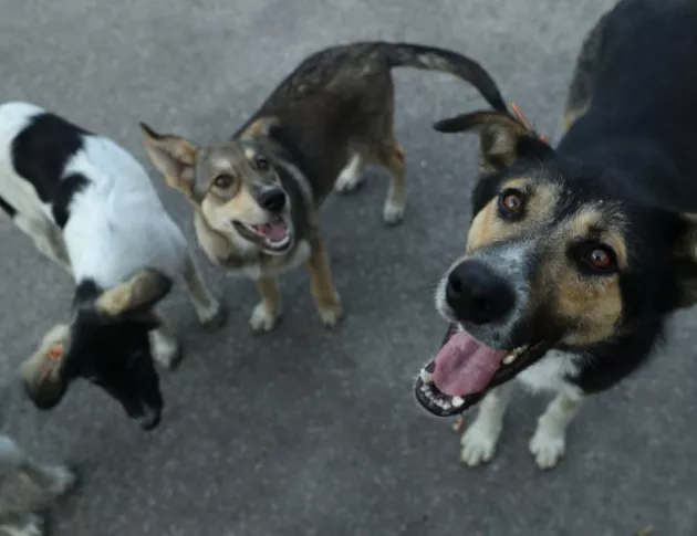 3 872 безстопанствени кучета са осиновени през миналата година