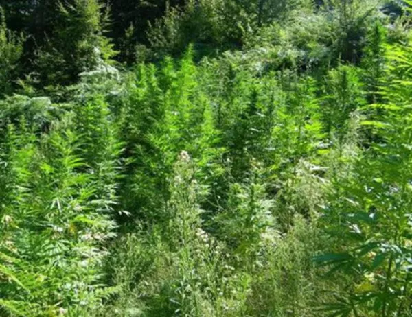 Над 200 канабисови растения откриха гранични полицаи в Петрич