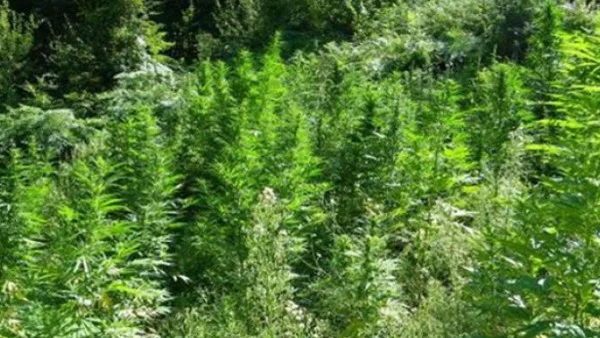 Над 200 канабисови растения откриха гранични полицаи в Петрич