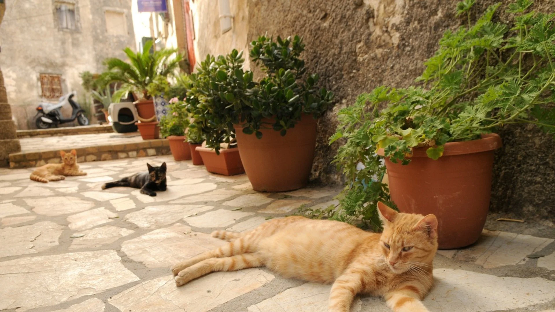Хитринки, за да държите котките далеко от стайните растения