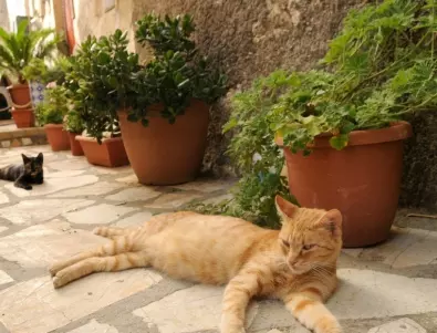 Хитринки, за да държите котките далеко от стайните растения