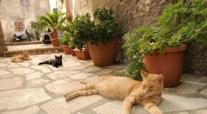 Ще ви платят, за да се преместите на този гръцки остров и да гушкате котки