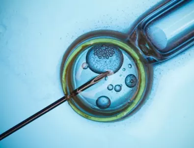 Учени събраха модел на човешки ембрион, съставен от стволови клетки