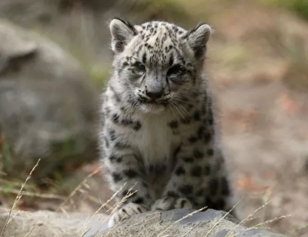В Приморие бе открит нов вид леопард