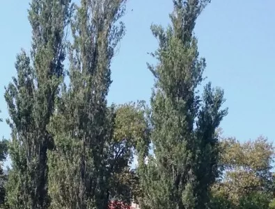 По проект в Асеновград - режат дървета, за да обособят паркоместа