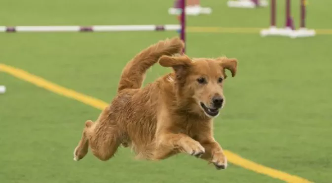 ВИДЕО: Куче нахлу на мач на Ривър Плейт и се из*ка на терена