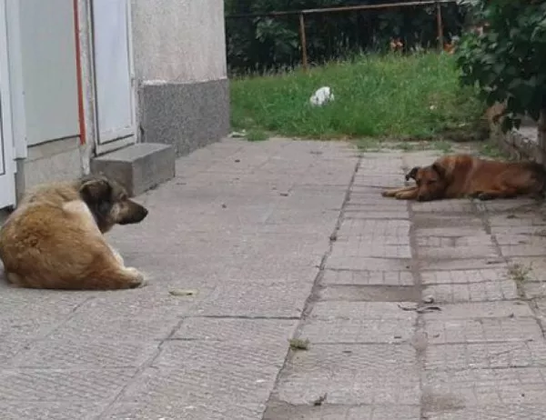 Не казват колко на брой са бездомните кучета в Асеновград
