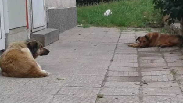 Не казват колко на брой са бездомните кучета в Асеновград