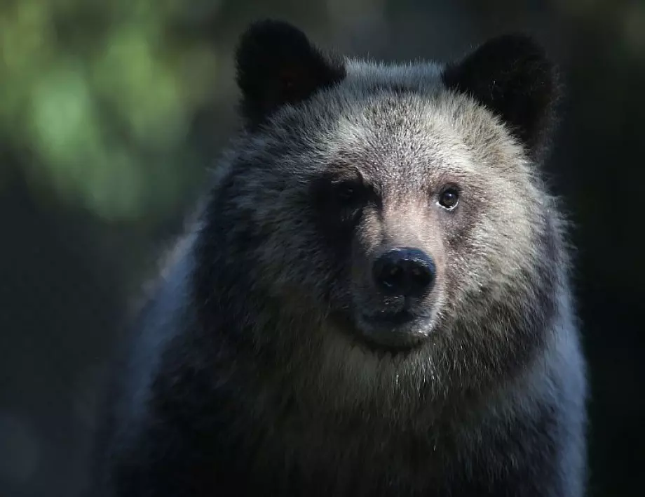 Баба наби и изгони мечка в САЩ 