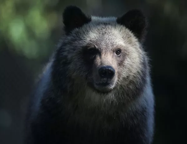 Дете, оцеляло два дни в гората, твърди, че се е "размотавало с мечка"