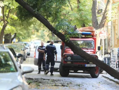 Дърво се наклони опасно в София 