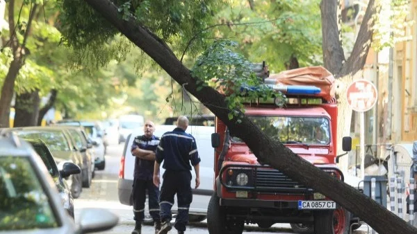 Дърво се наклони опасно в София 