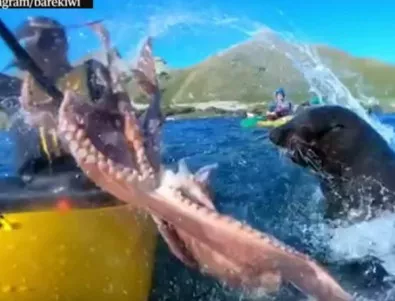 Тюлен удари мъж в лицето с... октопод (ВИДЕО)