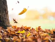 НЕ изхвърляйте есенните листа: Ето как да ги използвате в градината