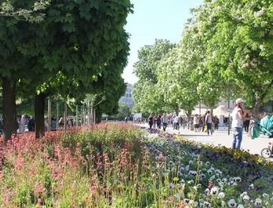 Кметът на Плевен разпореди да се изготви план за подмяна на дърветата в централната част на града