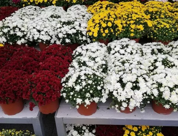 Четвъртото издание на цветния базар "Флора Есен" отвори врати в Бургас