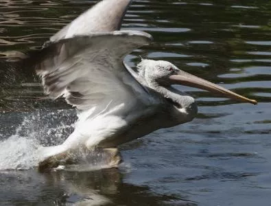 Пеликаните от Сребърна смениха местожителството си за пореден път