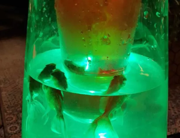 Наргиле с рибки в столичен бар предизвика вълна от възмущение (СНИМКИ)